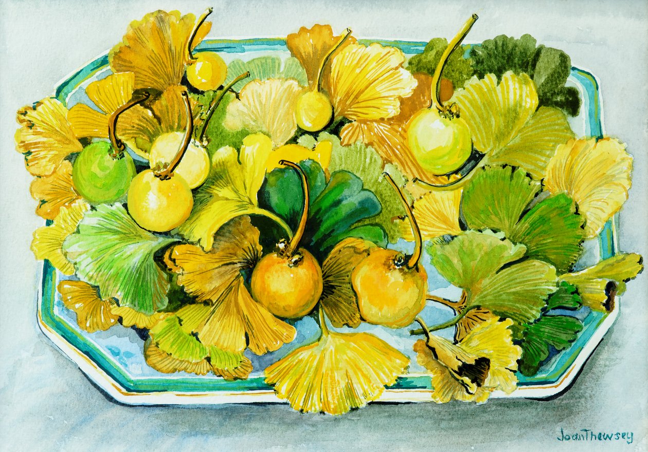 Ginkgo, plody a listy, 2010, akvarel od Joan Thewsey
