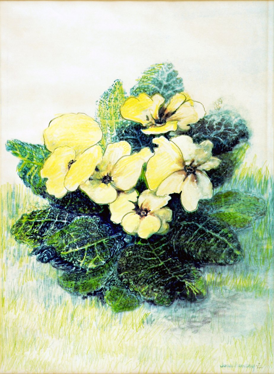 Primrose Pale Yellow, 2005 (vodová barva) od Joan Thewsey