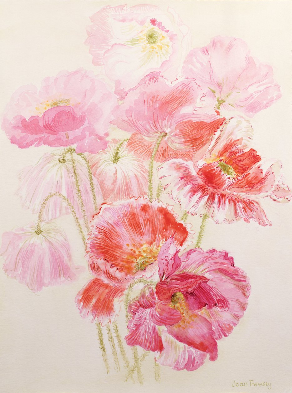 Shirley Poppies od Joan Thewsey