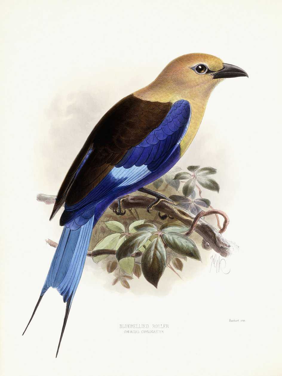Bluebellied Roller, 1893 od Johan Gerard Keulemans