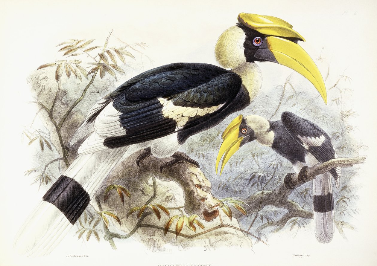 Dichocerus Bicornis, 1876-1882 od Johan Gerard Keulemans