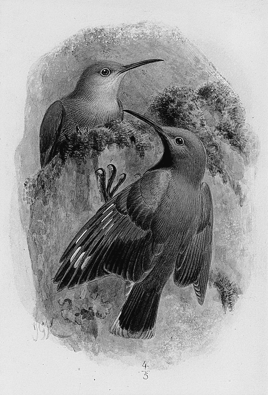 Pár zedníků od Johan Gerard Keulemans