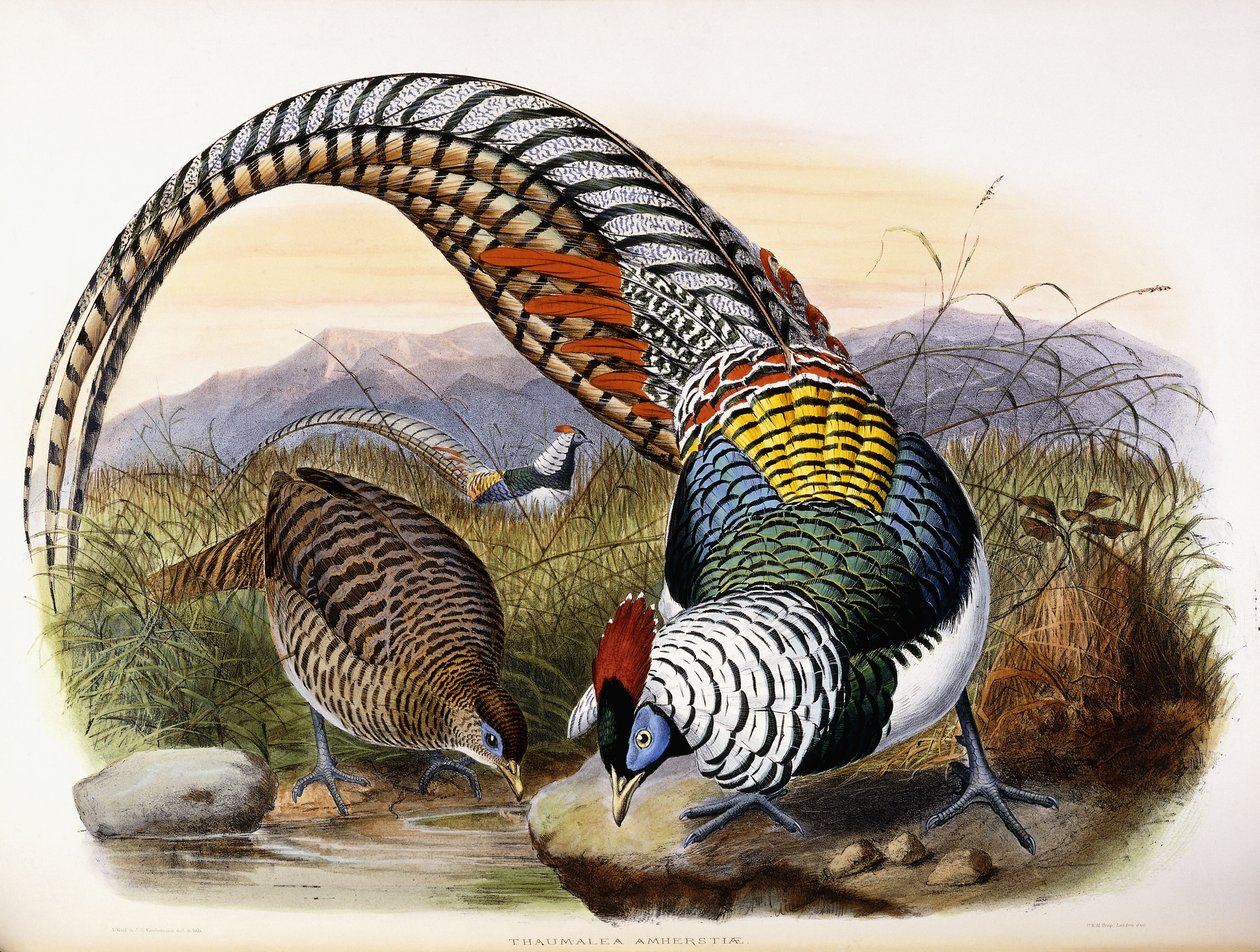 Thaumalea Amherstiae od Johan Gerard Keulemans