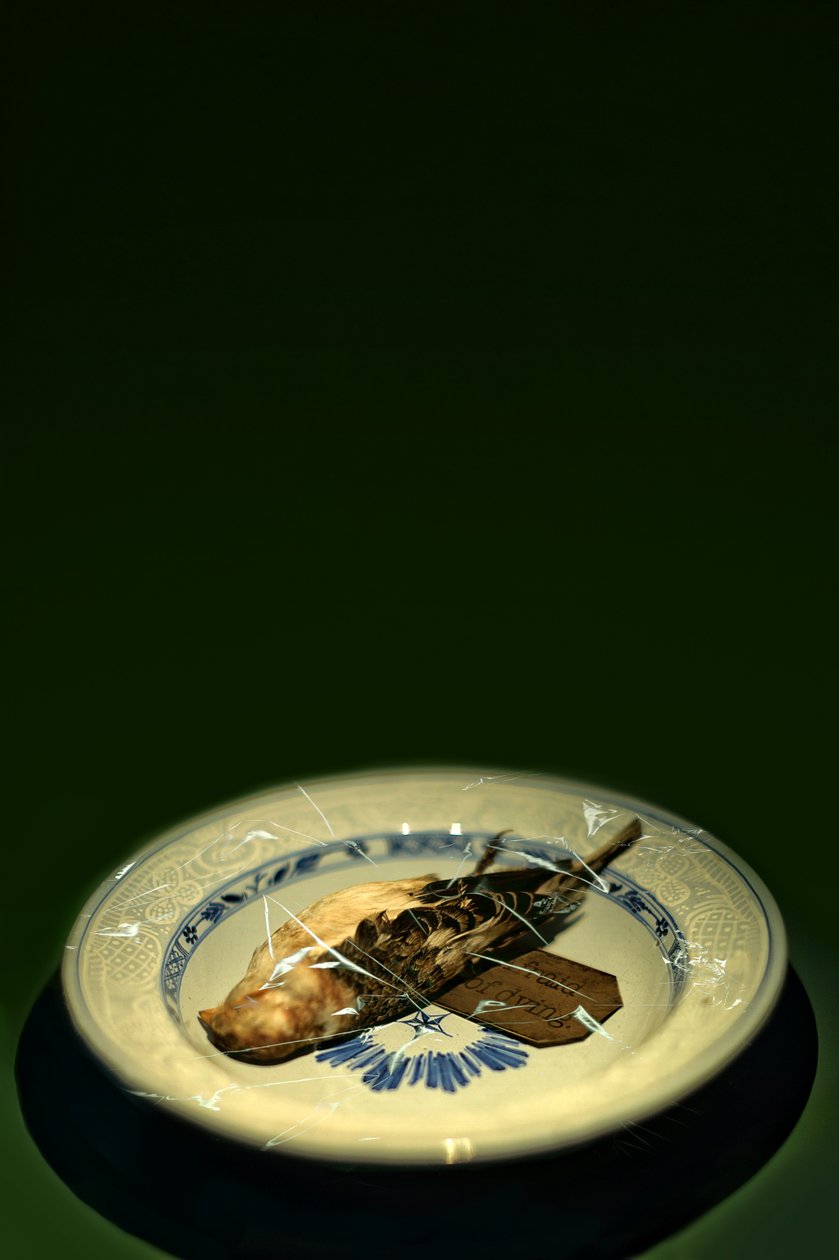 Bird plate, 2015 (fotografie) od Johan Lilja