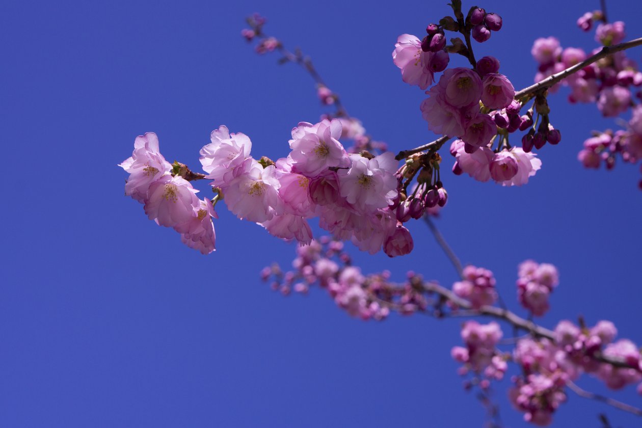 Lilac, 2018 (fotografie) od Johan Lilja