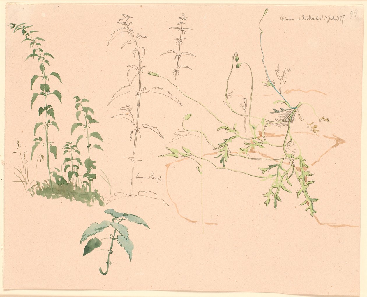 Studie rostlin od Johan Thomas Lundbye