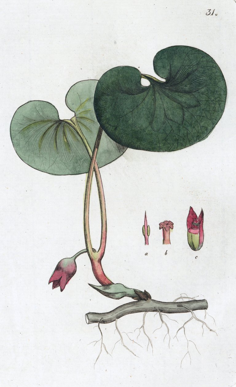 Asarabacca Asarum europaeum, 1804-1811 od Johan Wilhelm Palmstruch