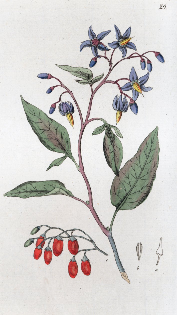 Hořkosladké Solanum dulcamara, 1804-1811 od Johan Wilhelm Palmstruch