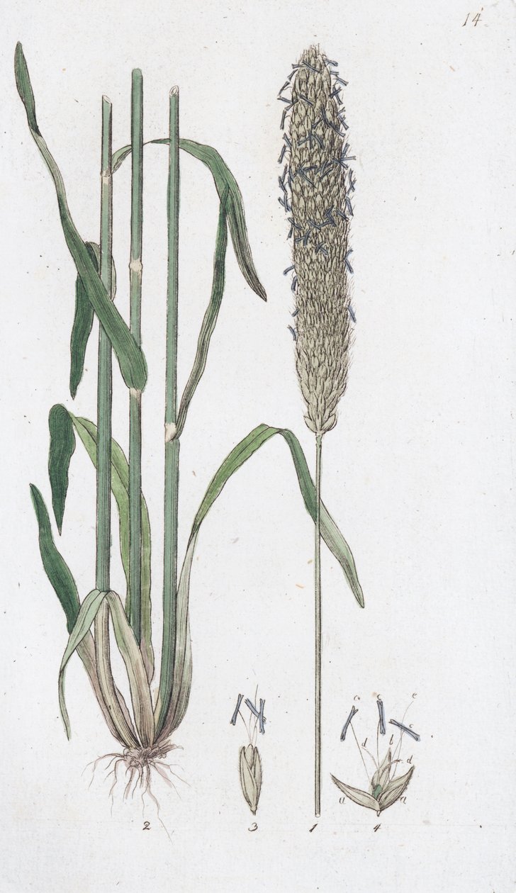 Liška luční Alopecurus pratensis, 1804-1811 od Johan Wilhelm Palmstruch