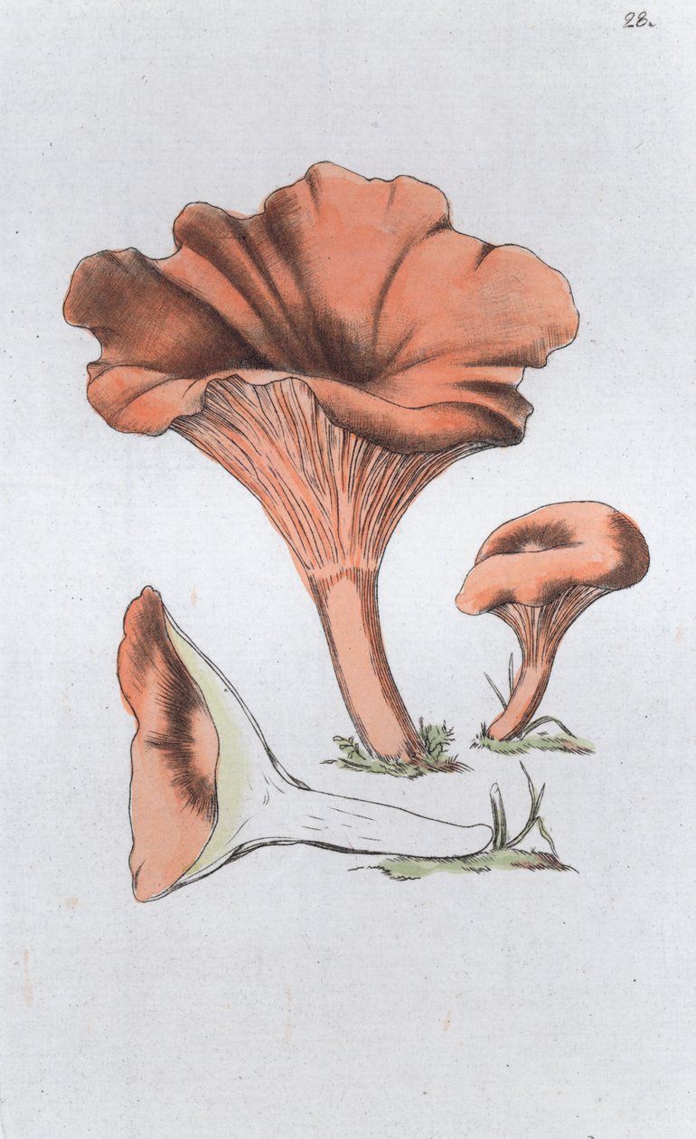Merulius cantharellus, 1804-1811 od Johan Wilhelm Palmstruch