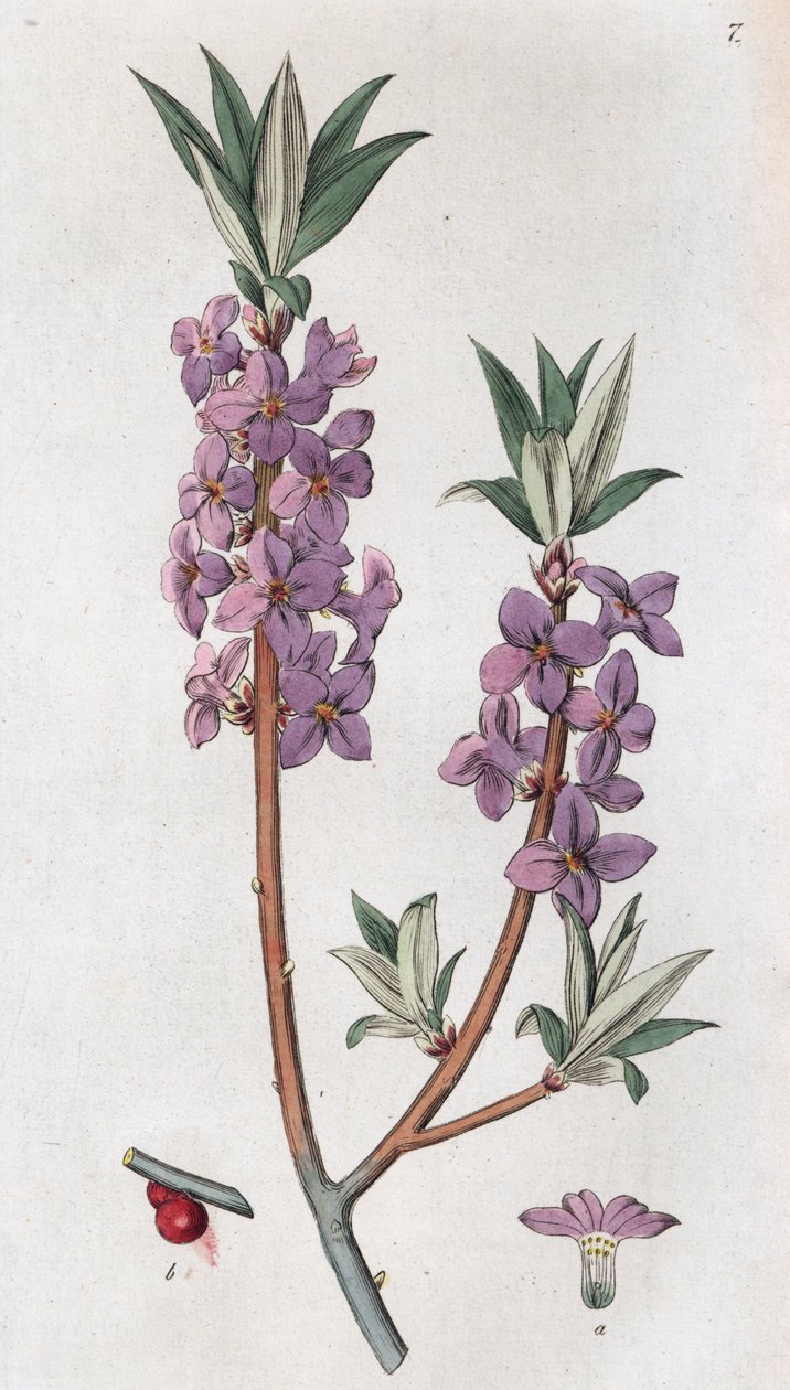 Mezereon Daphne mezereum, 1804-1811 od Johan Wilhelm Palmstruch