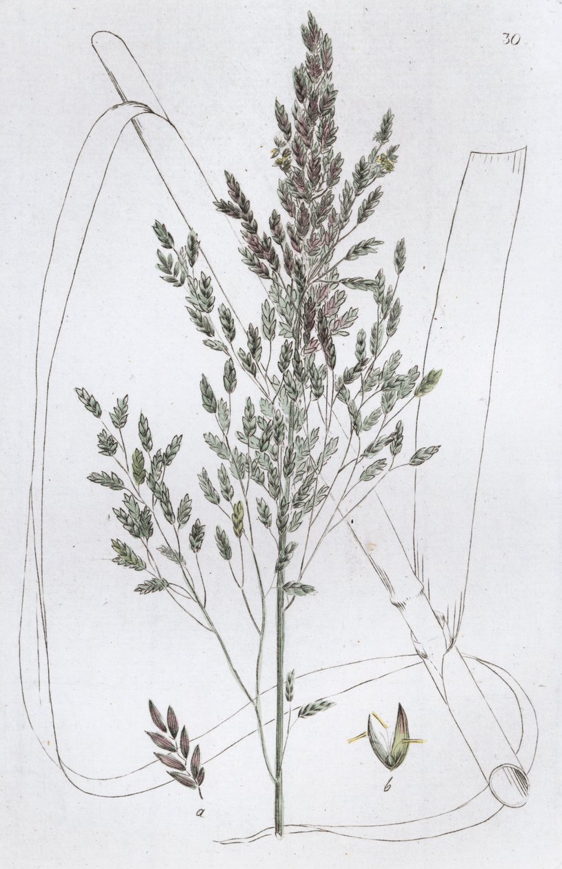 Rákos sladká tráva Poa aquatica, 1804-1811 od Johan Wilhelm Palmstruch