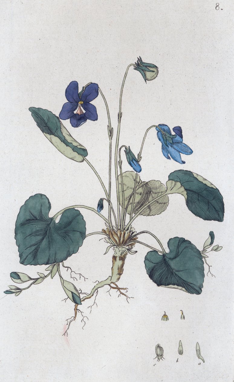 Sladká violka Viola odorata, 1804-1811 od Johan Wilhelm Palmstruch
