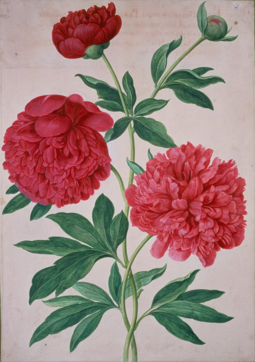 Pivoňky, deska 46 z Nassau Florilegium od Johann Jakob Walther