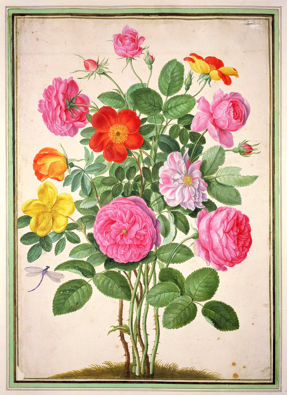 Růže, deska 4 z Nassau Florilegium od Johann Jakob Walther