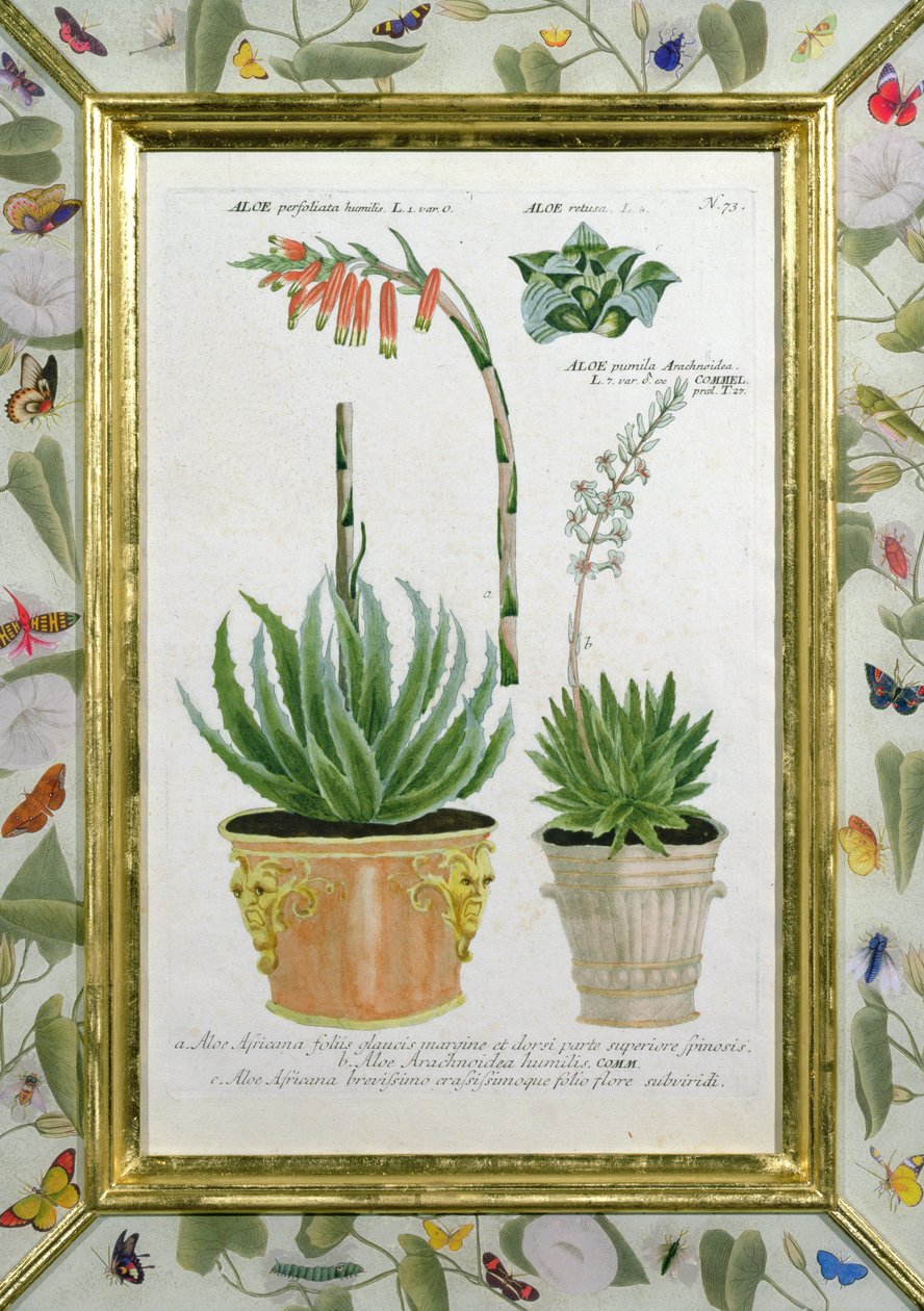 Aloe, cca 1740 (ručně kolorovaná rytina) od Johann Wilhelm Weinman