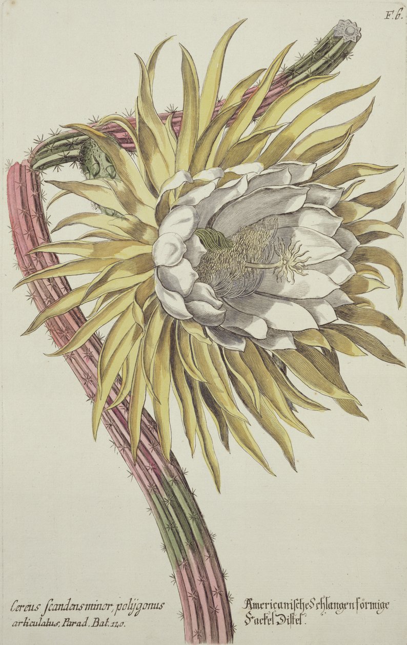 Cereus Scandens Minor Polygonus z 