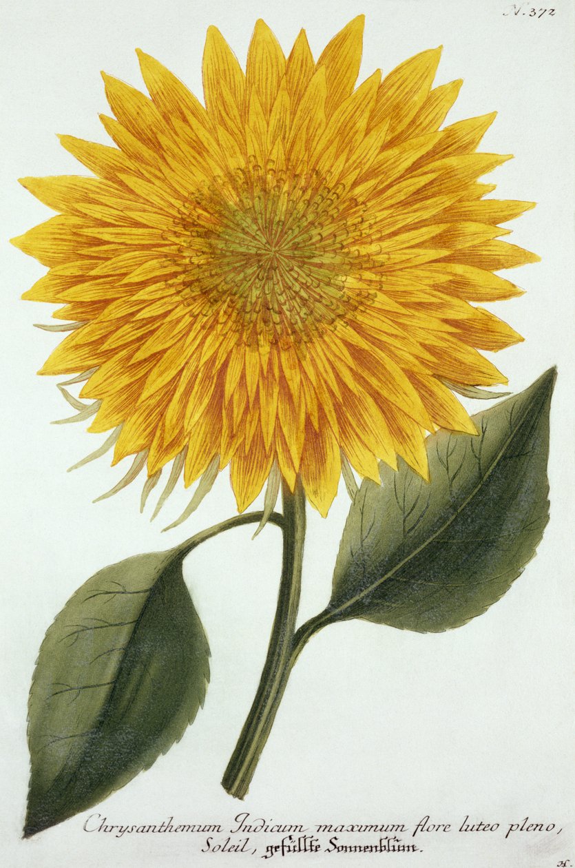 Chrysanthemum Indicum z 