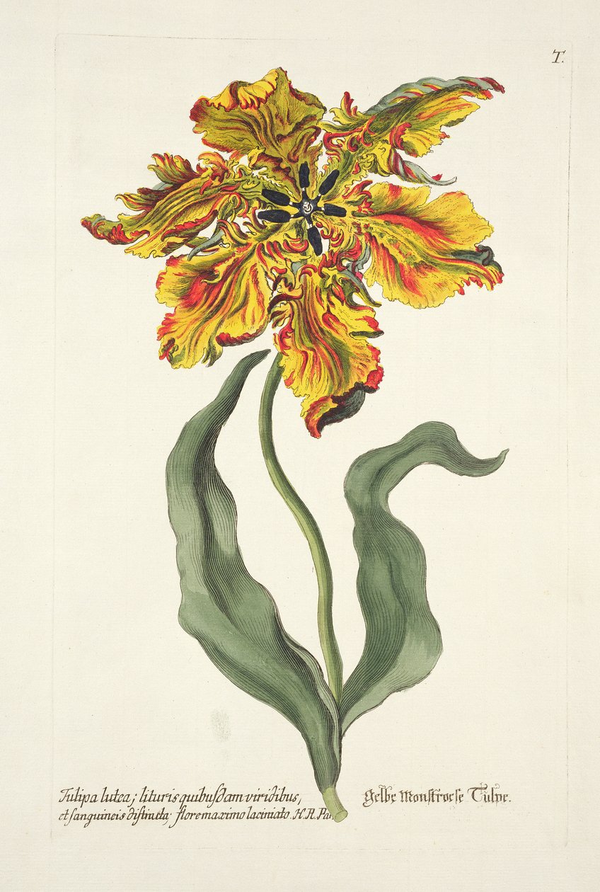 Tulipa Lutea z 