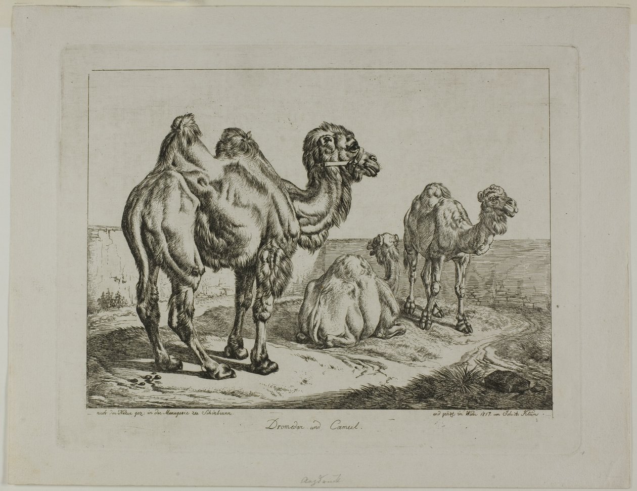 Dromedár a velbloud od Johann Adam Klein