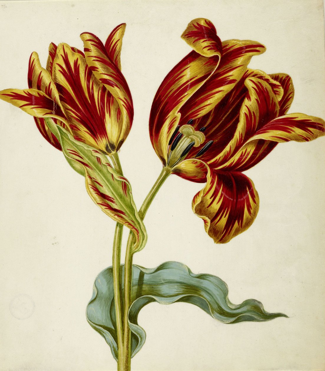 Tulipán, c. 1660. od Johann Bartholomäus Braun