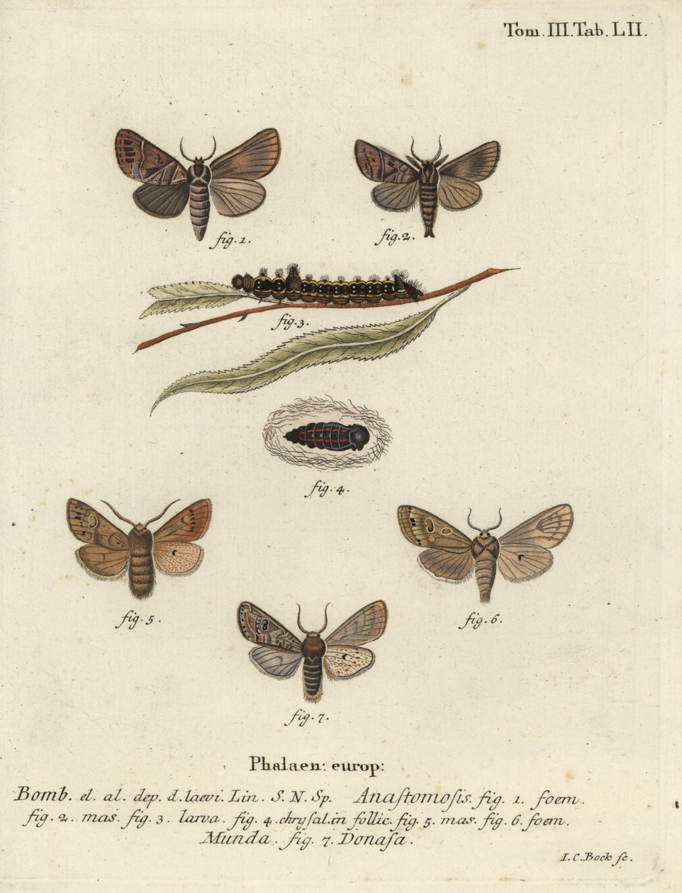 Clostera anastomosis a Nudaria mundana. od Johann Carl Bock