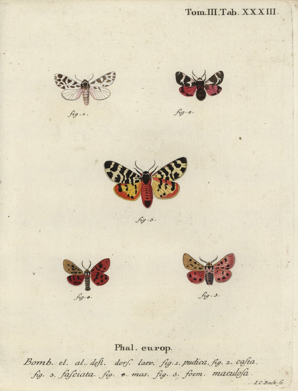 Diskrétní chaperon a tygří můry. od Johann Carl Bock