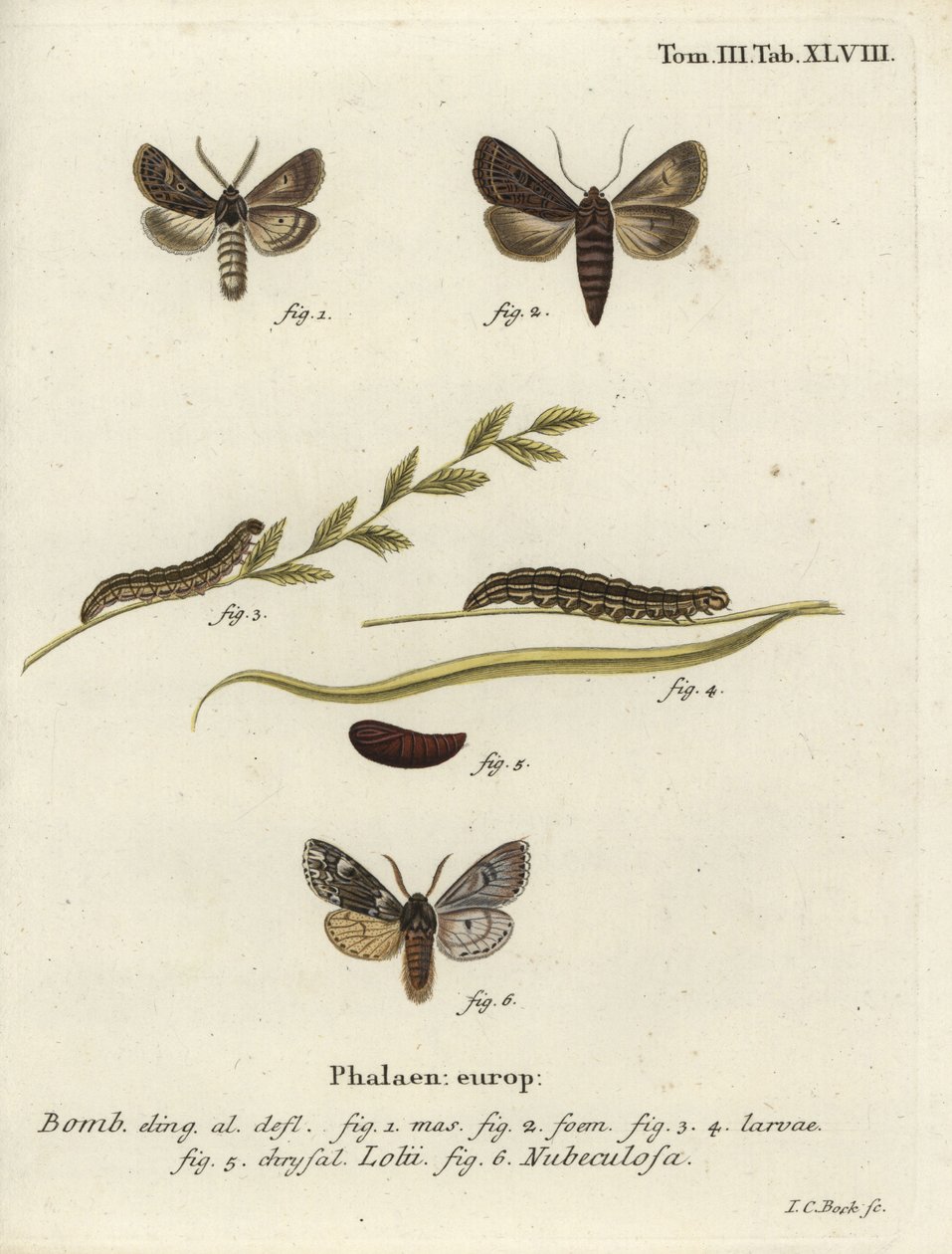 Opeřený gothic a Rannoch prawns můry. od Johann Carl Bock