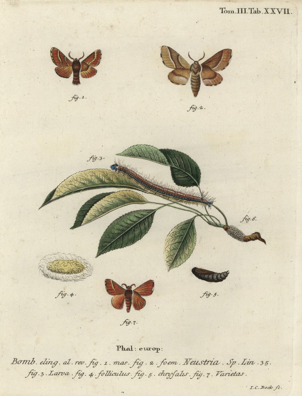 Lackey můra, Malacosoma neustria. od Johann Carl Bock