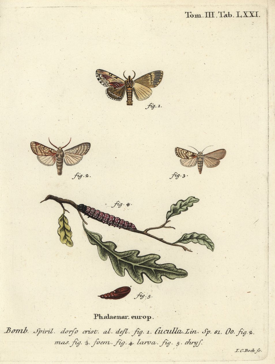 Maple prominent a srdce můra. od Johann Carl Bock