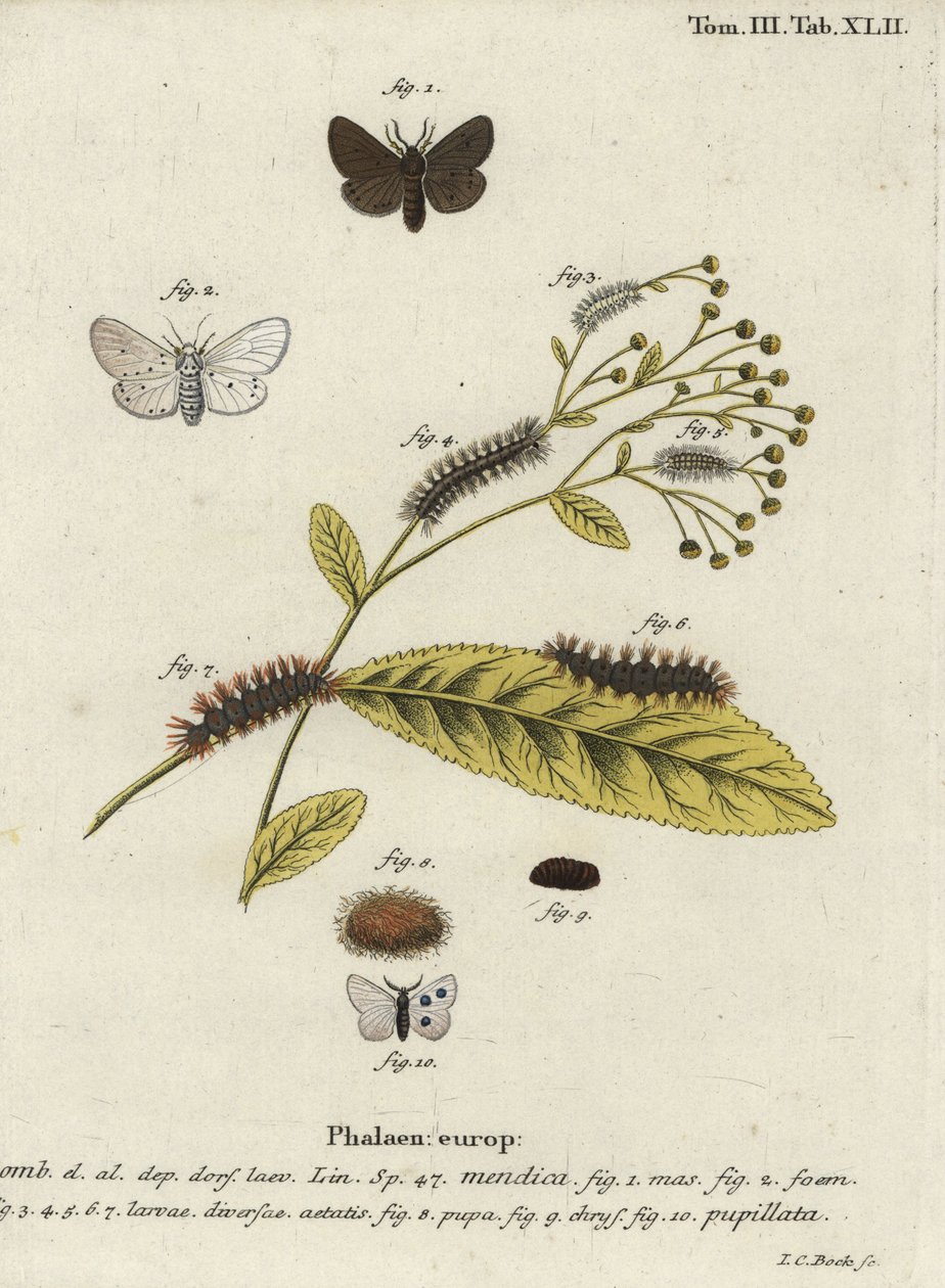 Můra mušelínová, Diaphora mendica. od Johann Carl Bock