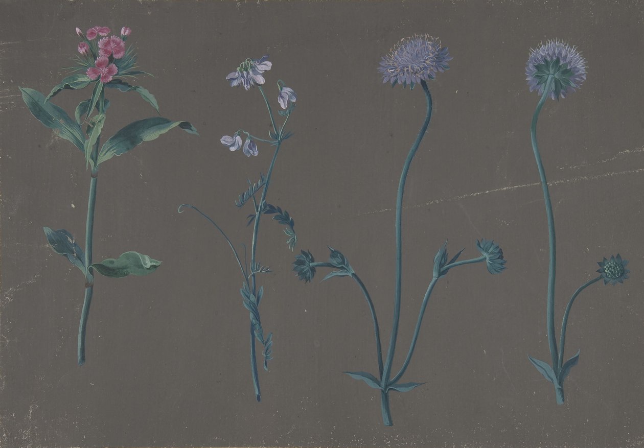 Studie o třech květinách, 1781. od Johann Christian August Birnbaum