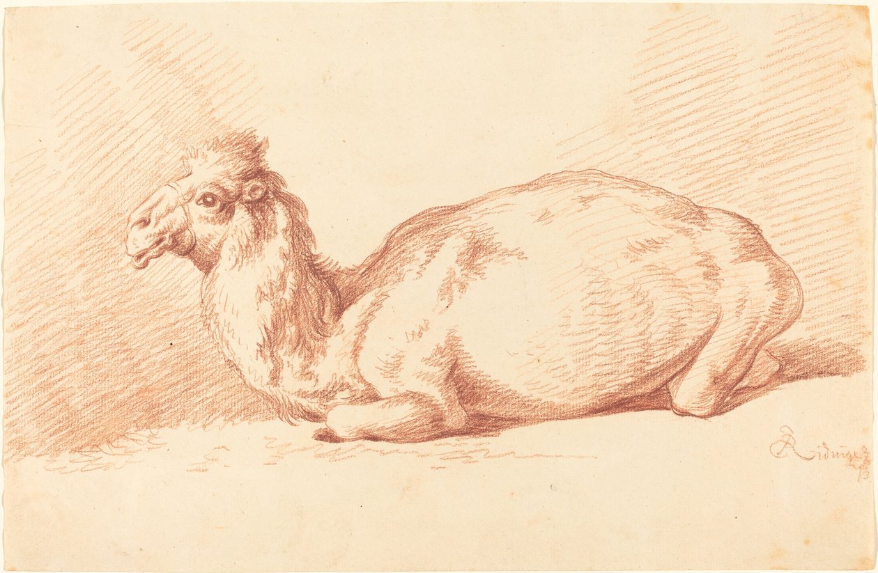 Dromedář od Johann Elias Ridinger