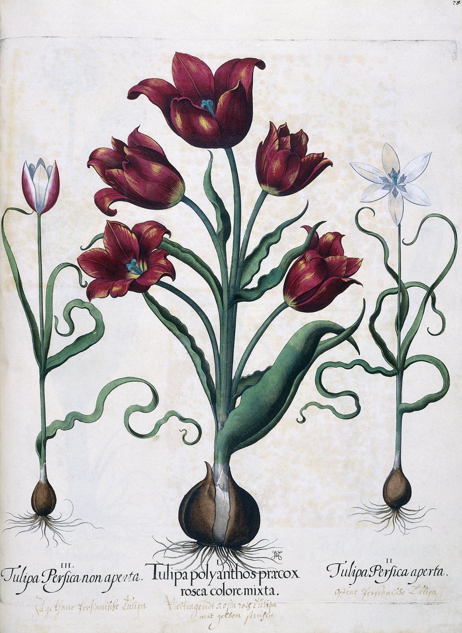 Tulipány, 1613 od Johann Friedrich Meyer