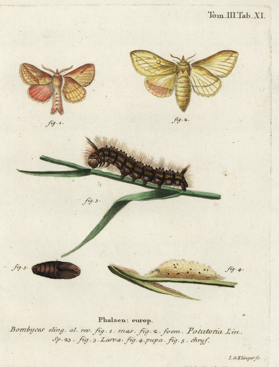 Můra napáječka, Euthrix potatoria. od Johann Georg Klinger