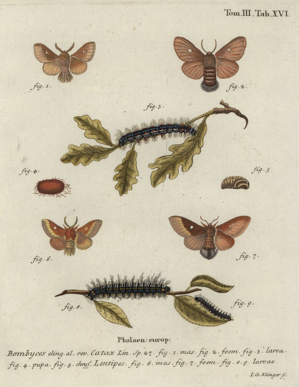 Eastern eggar, Eriogaster catax. od Johann Georg Klinger