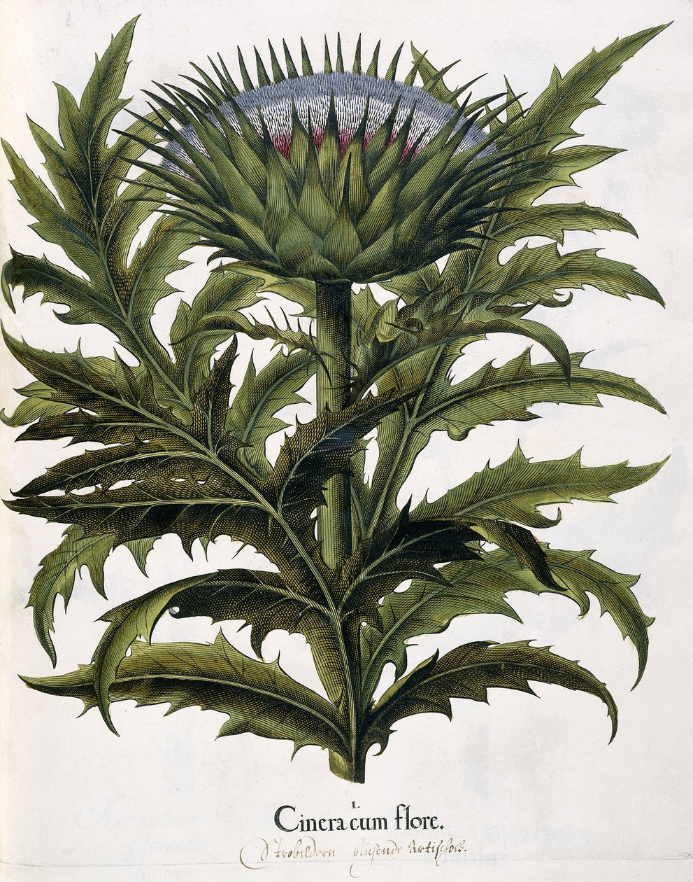 Cinera Cum Flore, 1613 od Johann Georg Ziesenis