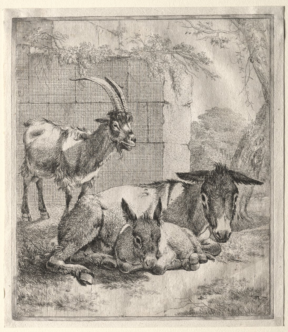 Koza a osli od Johann Heinrich Roos