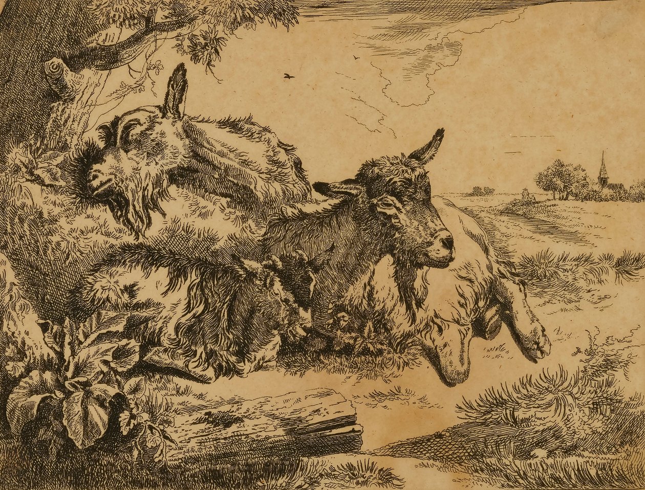 Dvě kozy a kůzle od Johann Heinrich Roos
