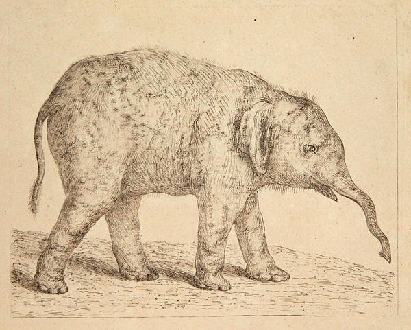 slon (lept) od Johann Heinrich Wilhelm Tischbein
