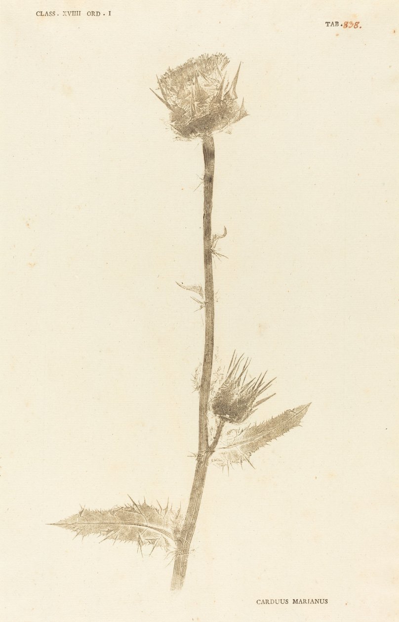 Marianus Cardus od Johann Hieronymus Kniphof