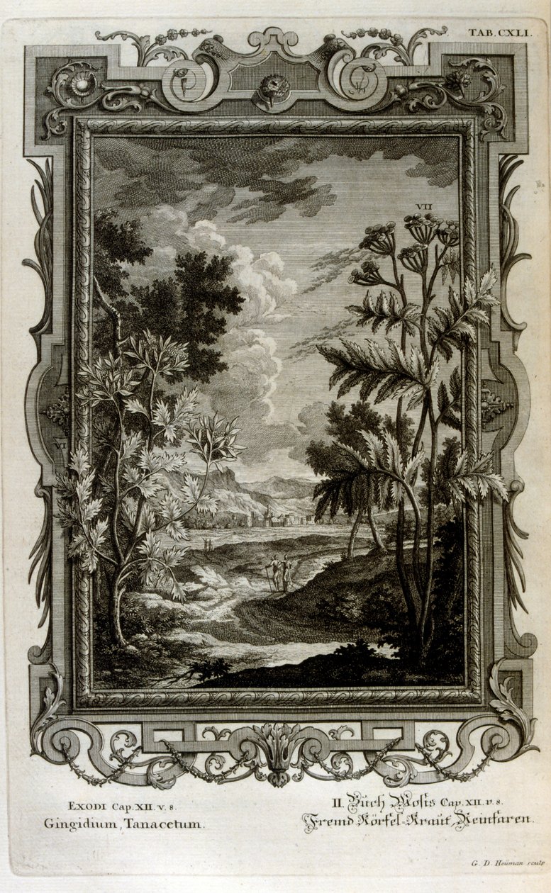 Ilustrace od Johann Jakob Scheuchzer