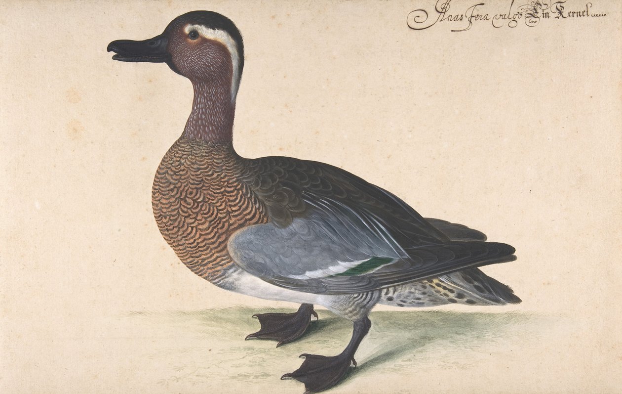 A Male Teal, 1604-80. od Johann Jakob Walther