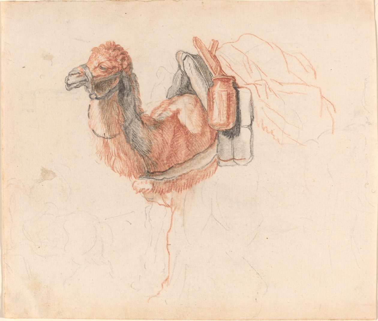 Velbloud od Johann Rudolph Schellenberg