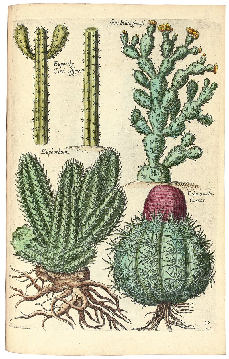 Kaktusy, 1641 od Johann Theodor de Bry