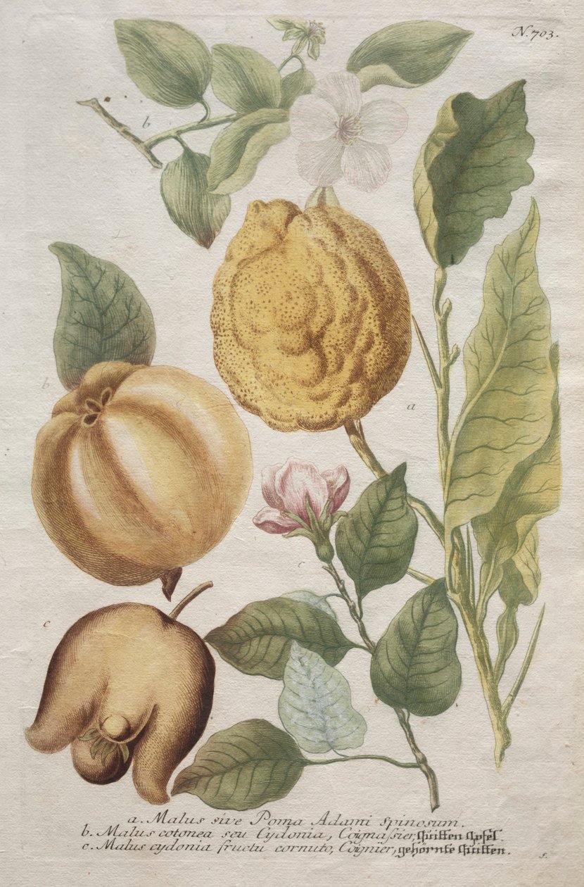 Phytanthoza iconographia: č. 703. od Johann Wilhelm Weinmann