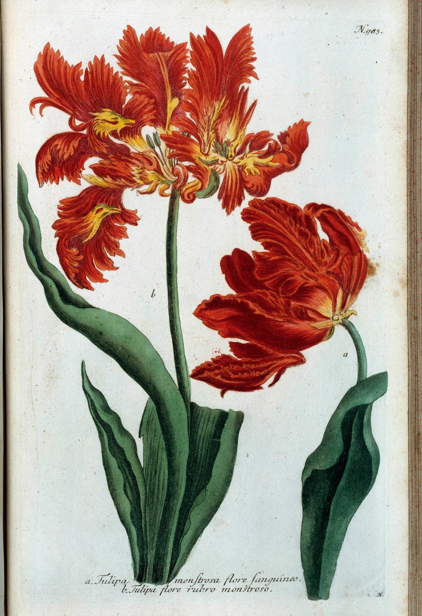 Červený tulipán. Botanická deska od Johann Wilhelm Weinmann