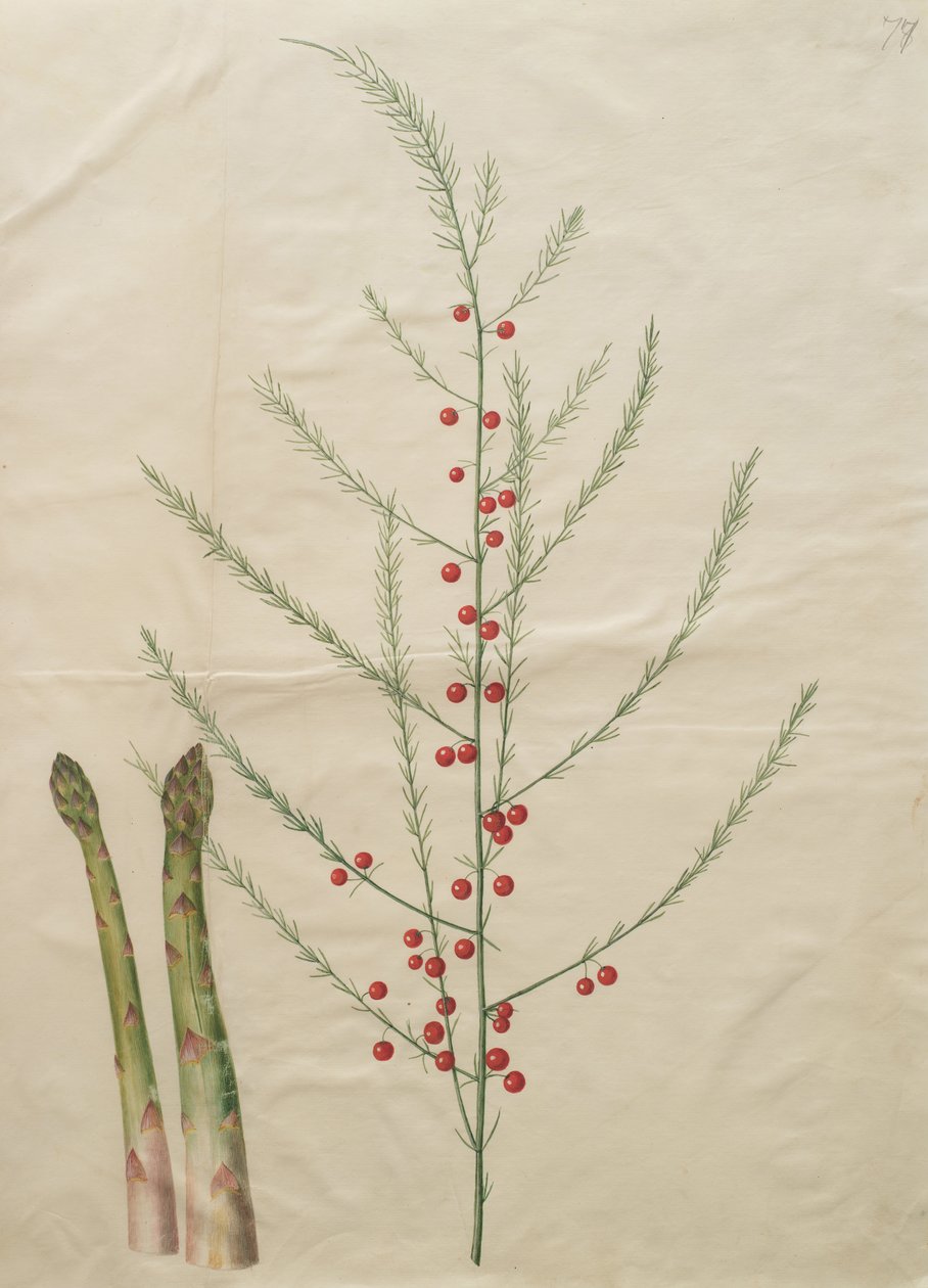 Asparagus officinalis od Johannes Simon Holtzbecher