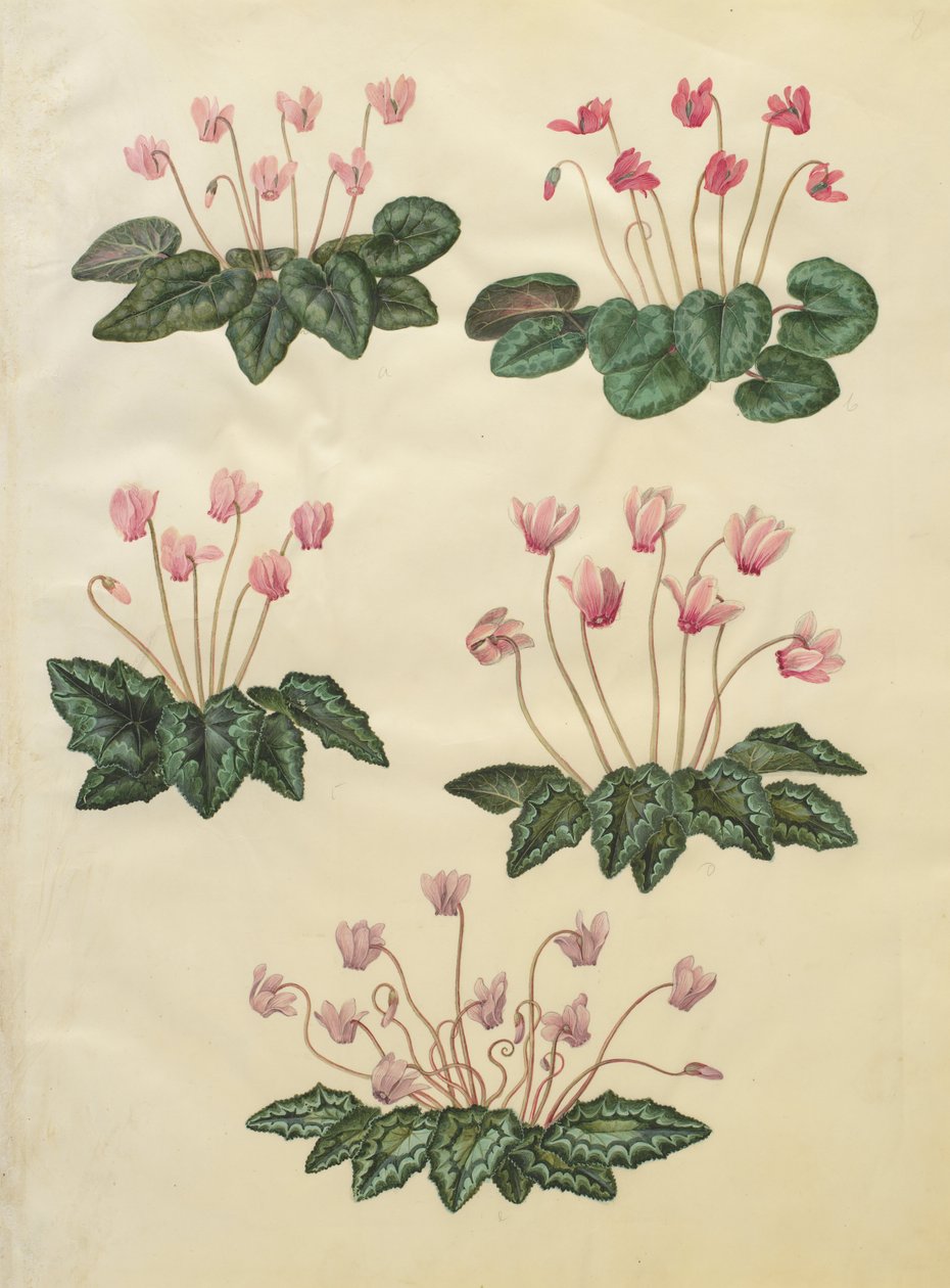 Cyclamen purpurascens; Cyclamen hederifolium od Johannes Simon Holtzbecher