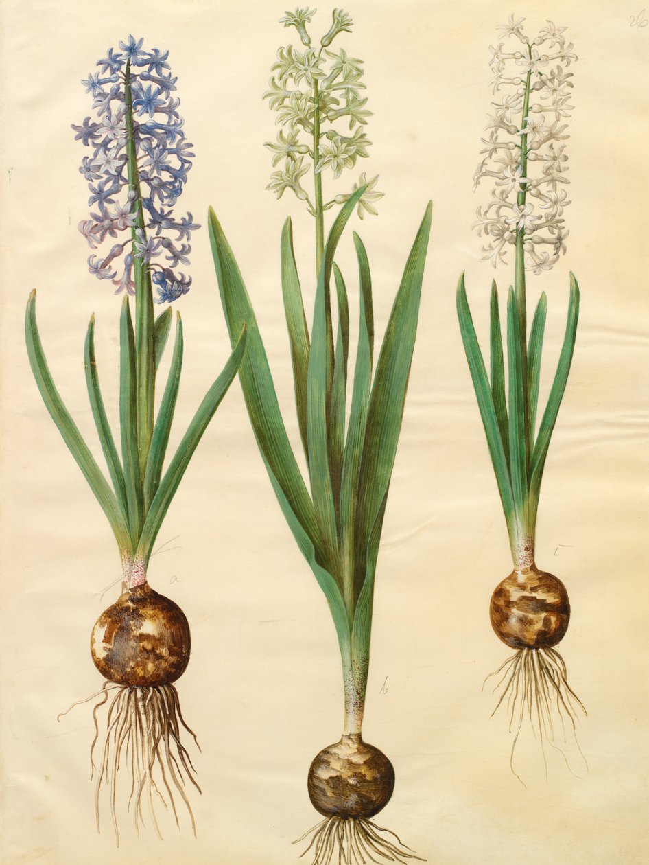 Hyacinthoides orientalis simp et pl od Johannes Simon Holtzbecher